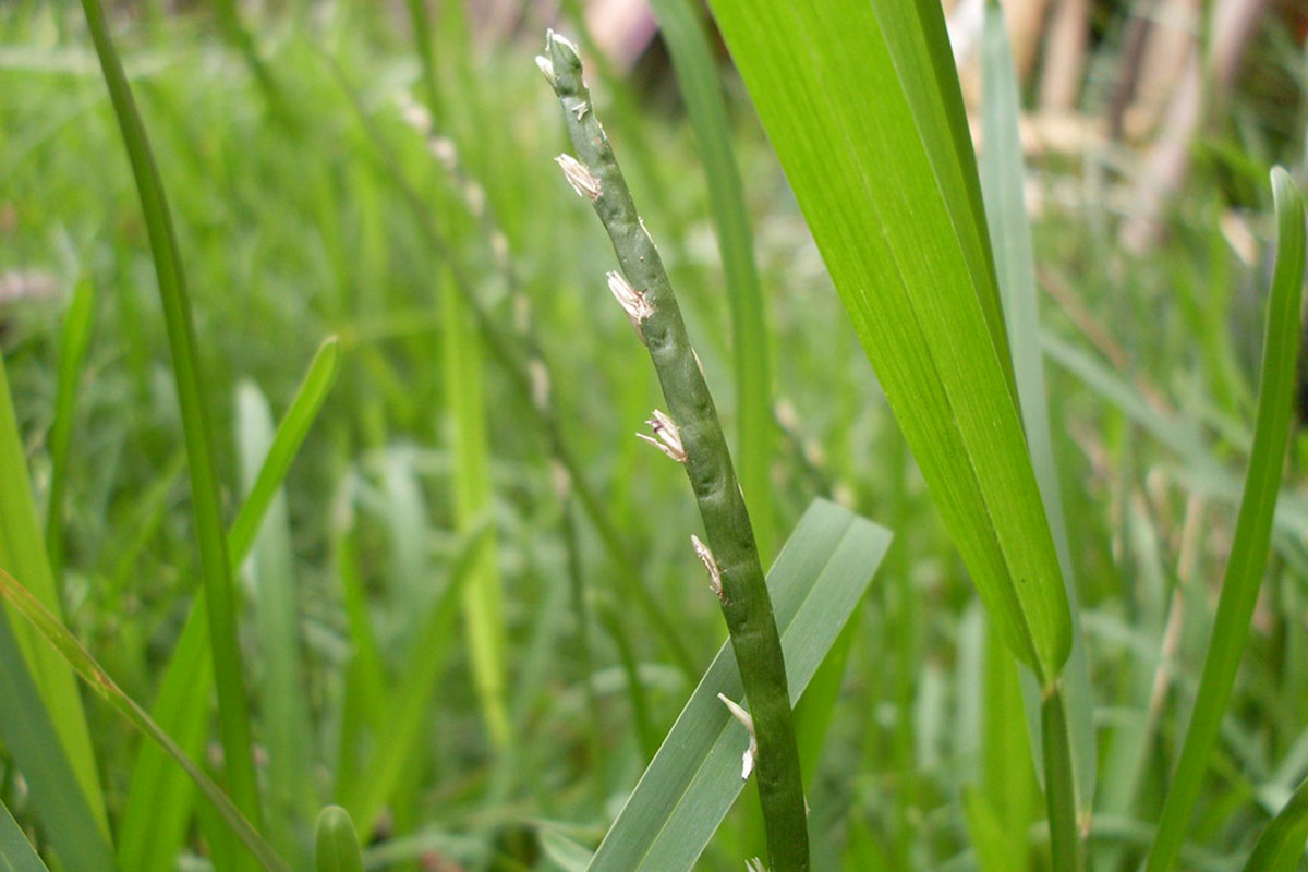 buffalo-grass-the-real-pollen-count