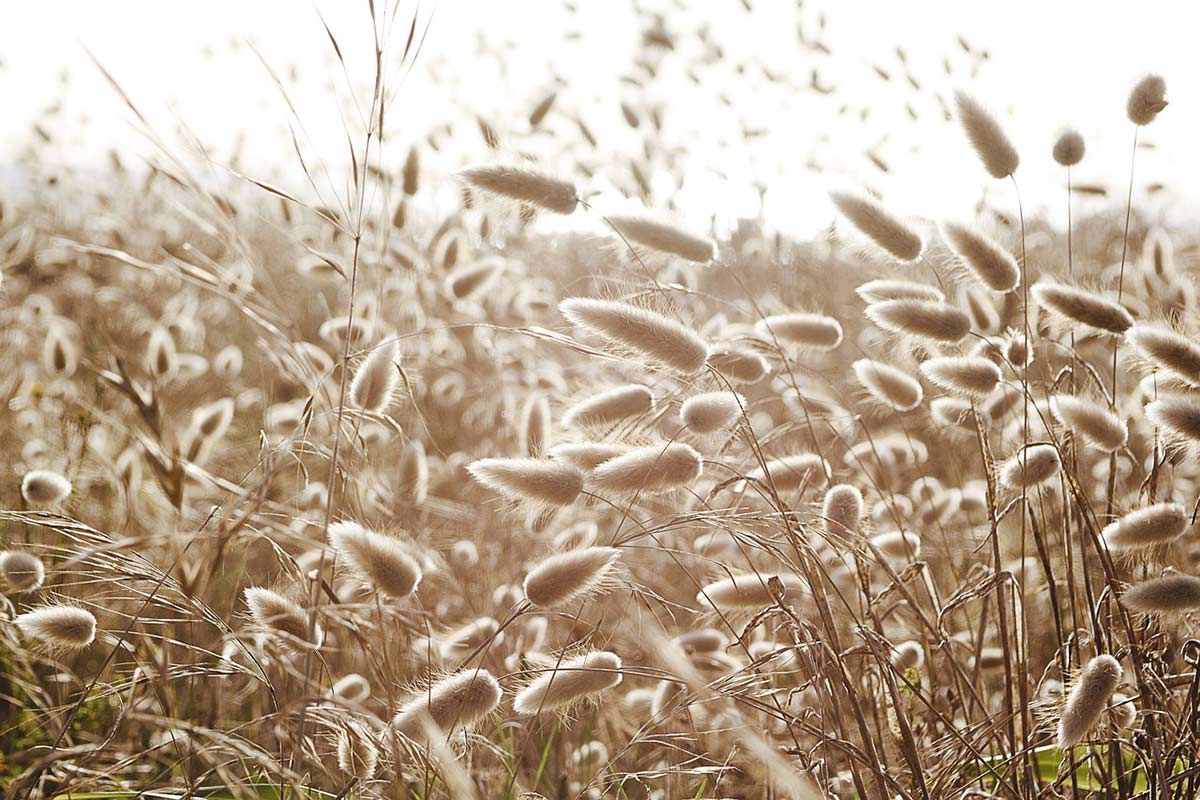 Bunny tail grass ⋆ The Real Pollen Count