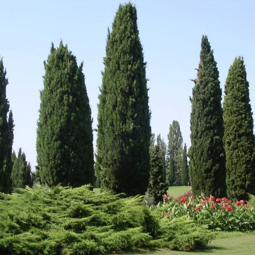 Cypress-Tree
