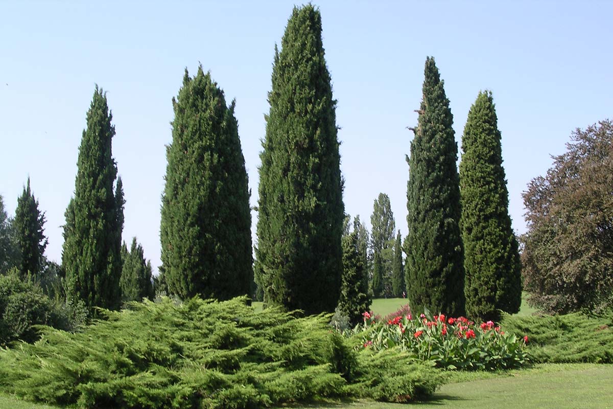 Cypress trees ⋆ The Real Pollen Count