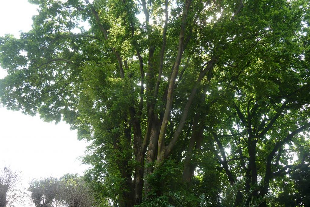 Elm-Tree