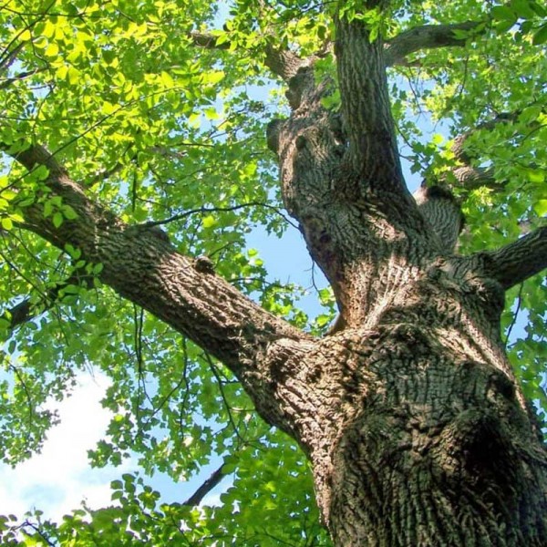 Oak-Tree