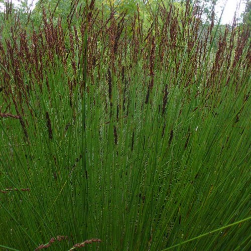 Reeds-Restionaceae