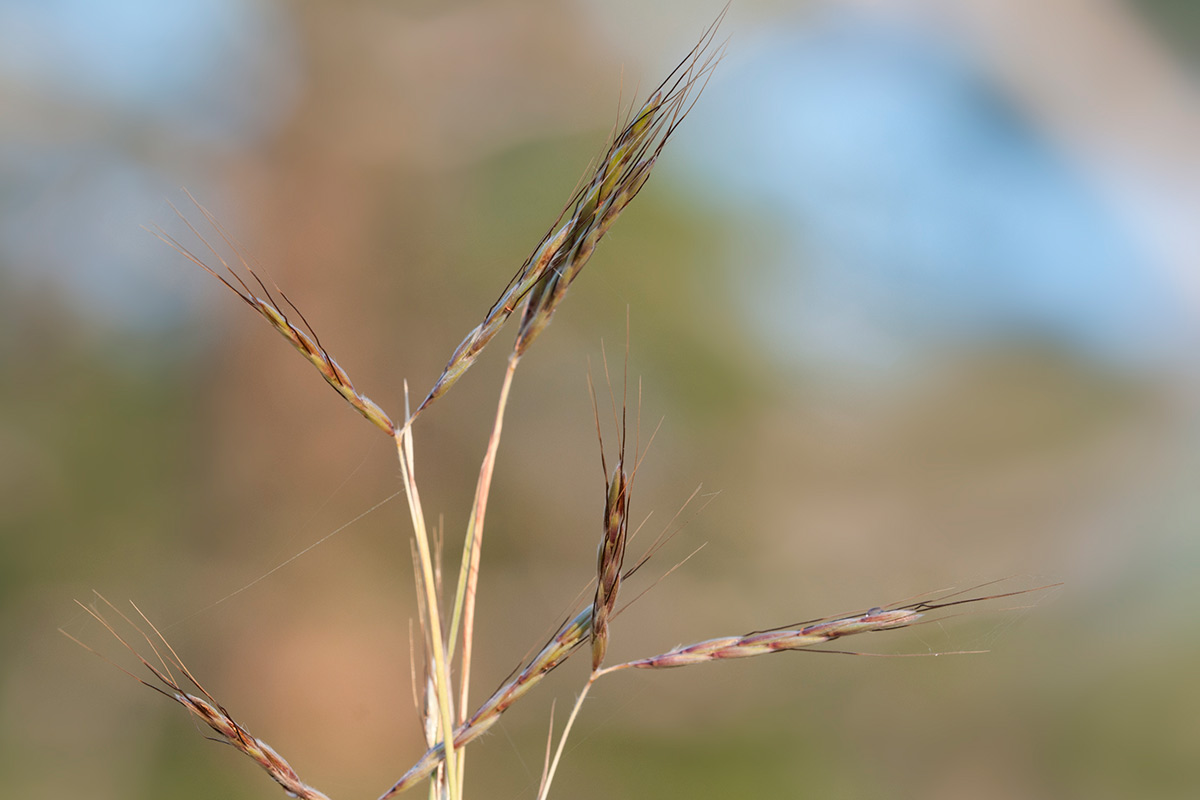 Thatching grass ⋆ The Real Pollen Count