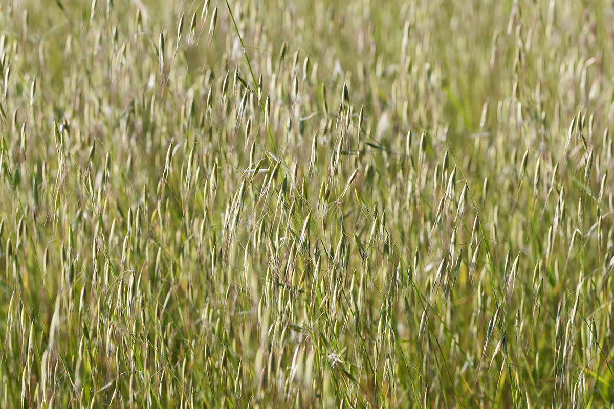 Wild oat grass ⋆ The Real Pollen Count