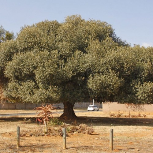 olive tree Olea-europaea-africana