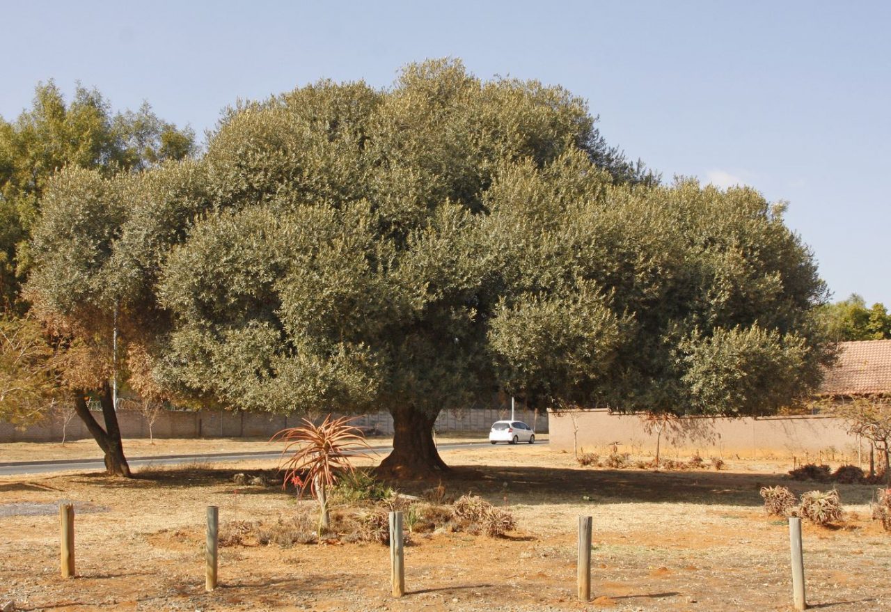 Olive trees ⋆ The Real Pollen Count