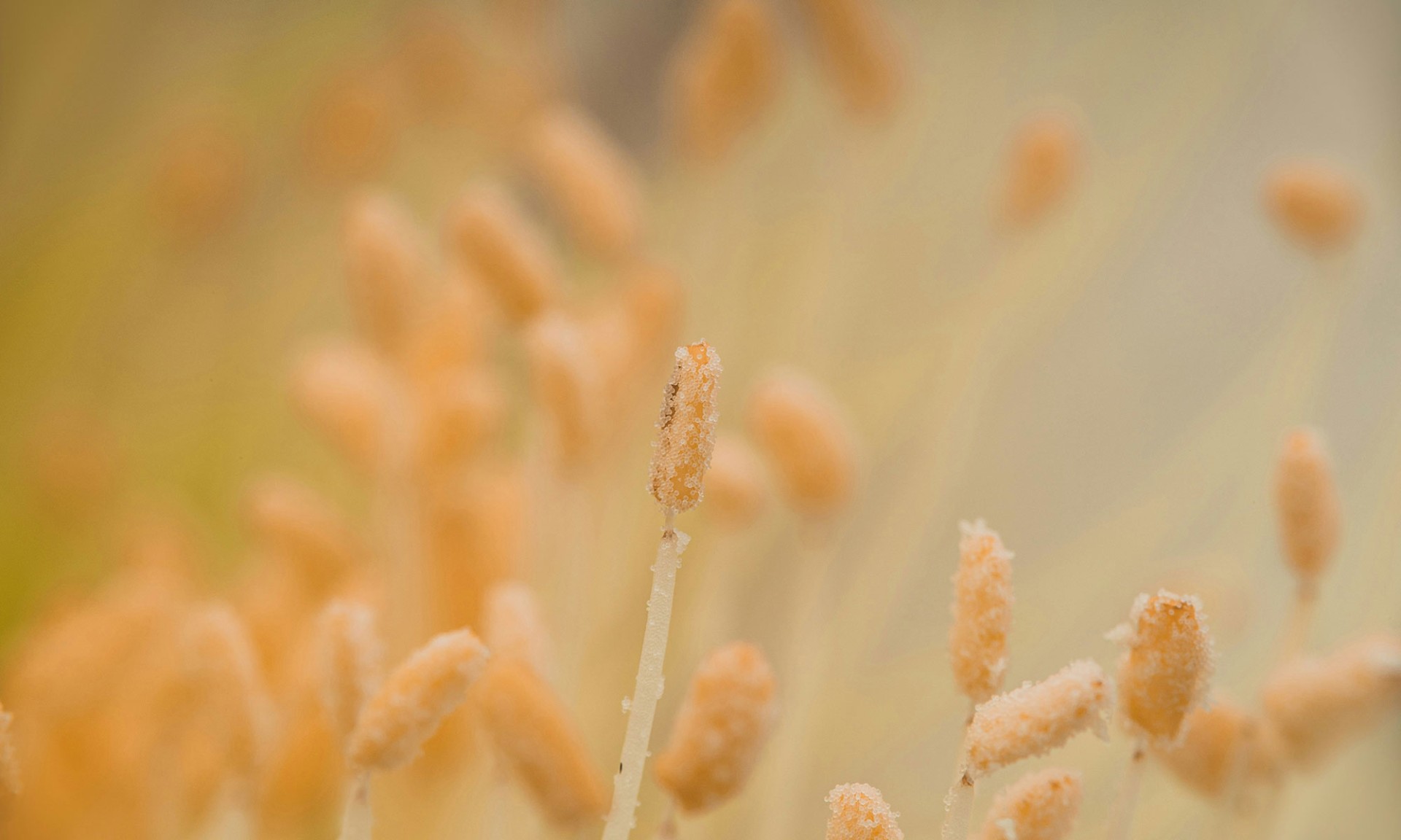 publications-the-real-pollen-count